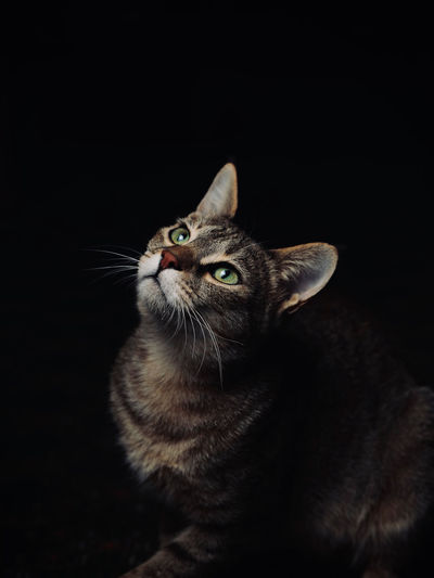 pet