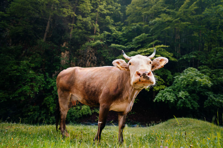 Cow standing in a field by forest in summer