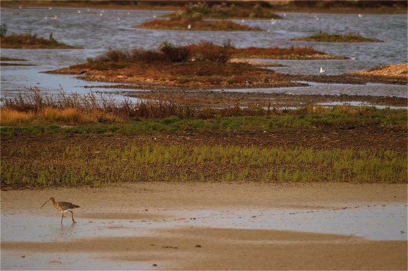 Bird on shore