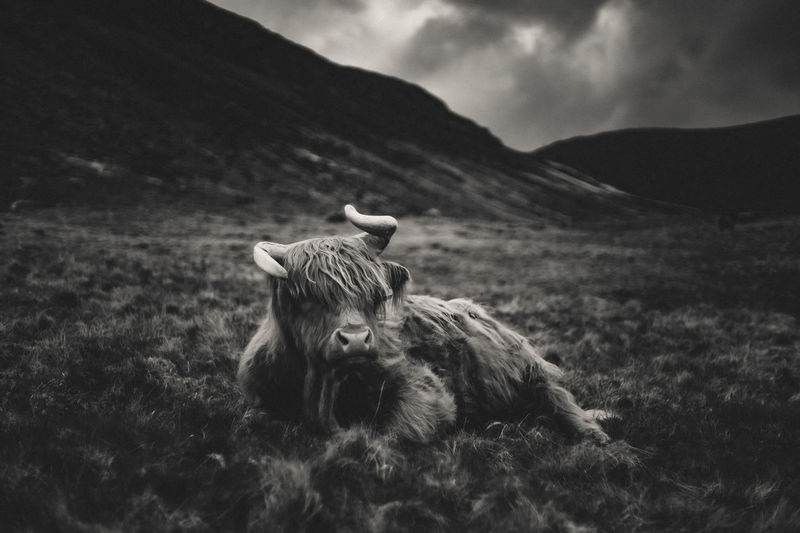Scottish highland cow relaxing in grass