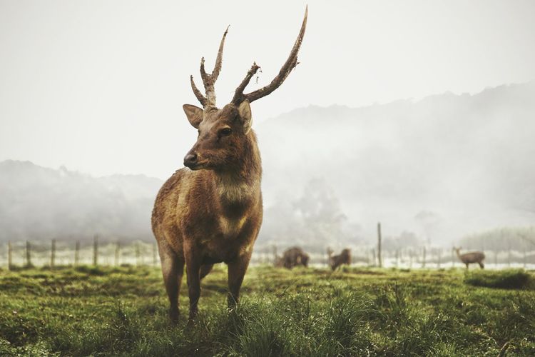Deer grazing on field against sky