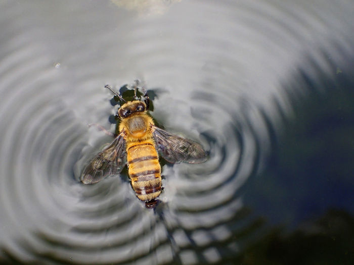 High angle view of bee making ripples on lake