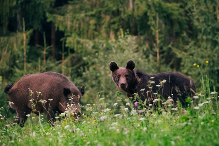 Portrait of brown bear and pig in grassy land in jungle
