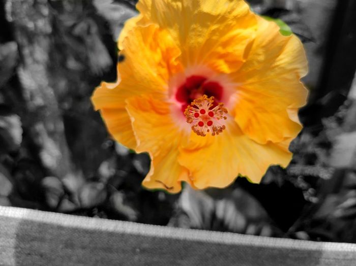 Close-up of yellow flower
