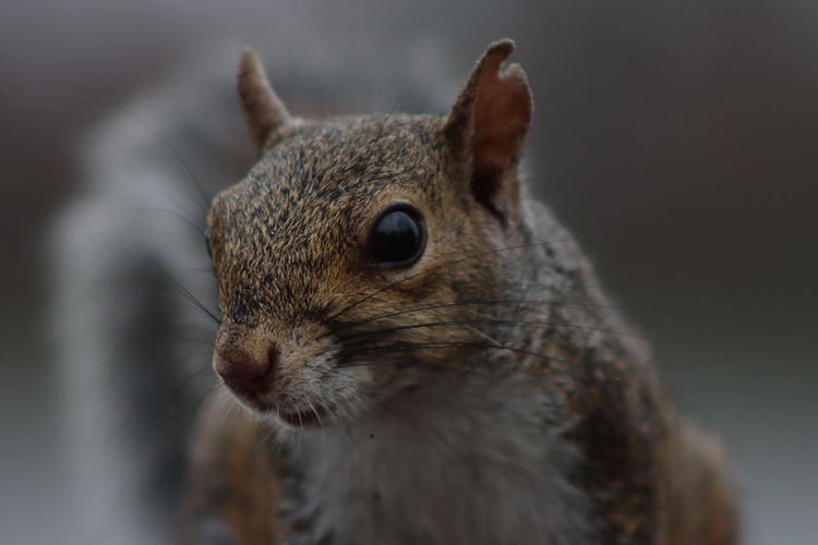 Squirrel looking at camera close-up