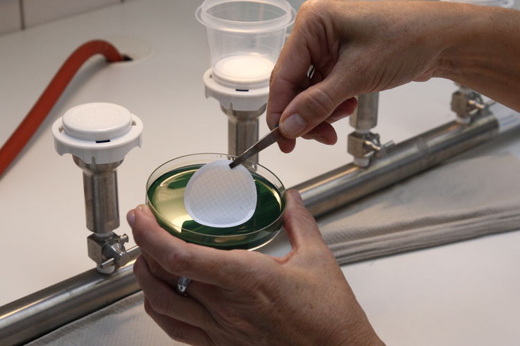 High angle view of man holding petri dish