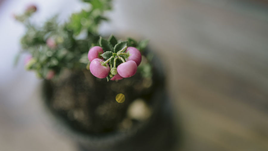 Close-up of pink flowering plant