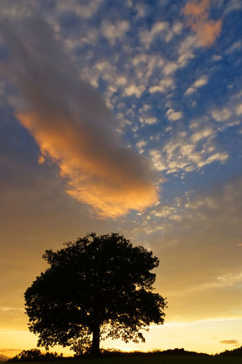 Low angle view of silhouette tree against sky during sunset