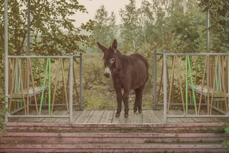 Portrait of horse standing by fence