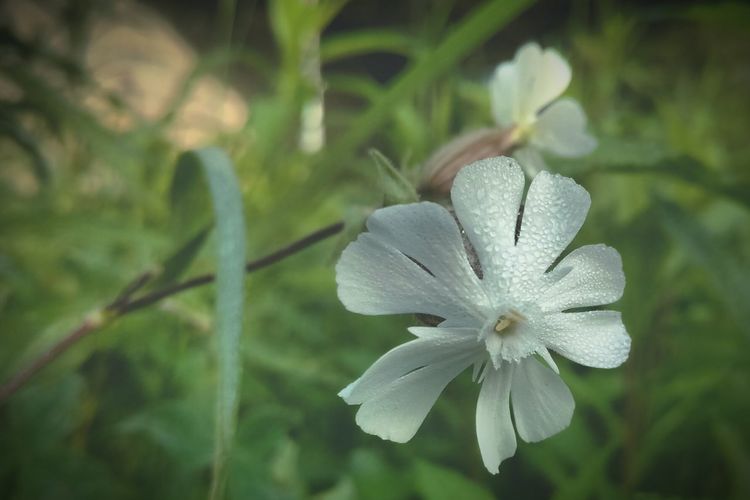 Close-up of fresh flower