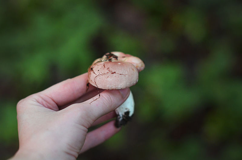 Close-up of woman hand holding mushroom