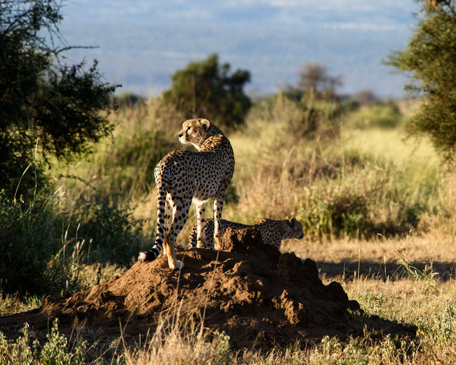 Cheetah sitting on field