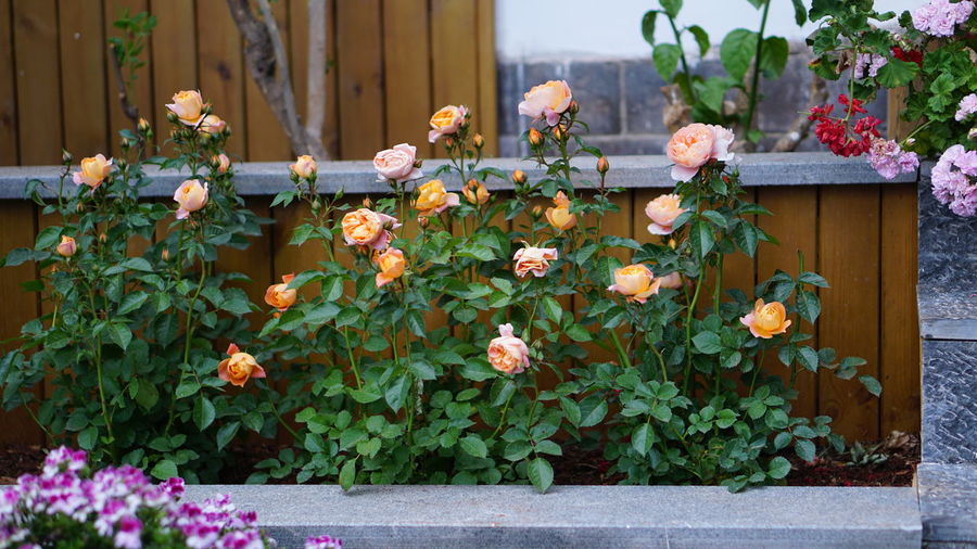 Close-up of flowering plants in yard