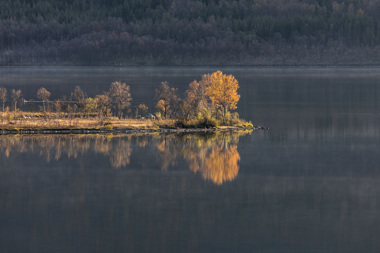 Autumnal tree spot lit by sun on peninsula in smooth lake against huge mountain