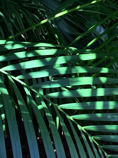 Full frame shot of palm leaves
