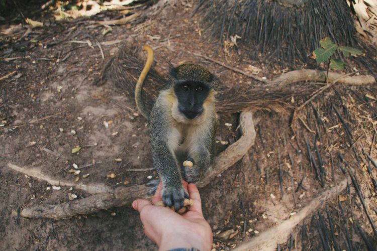 Close-up of hand feeding monkey