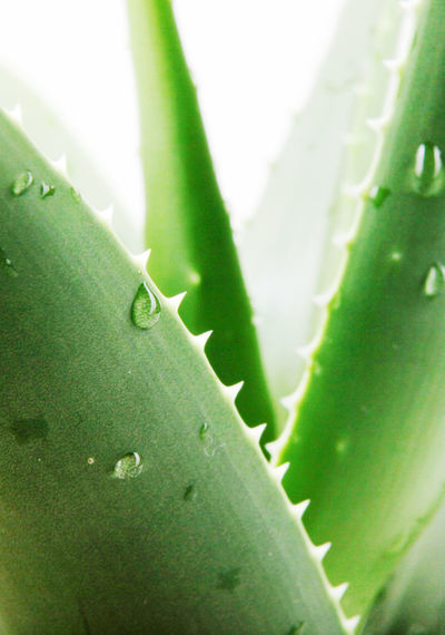 Close-up of aloo vera plant