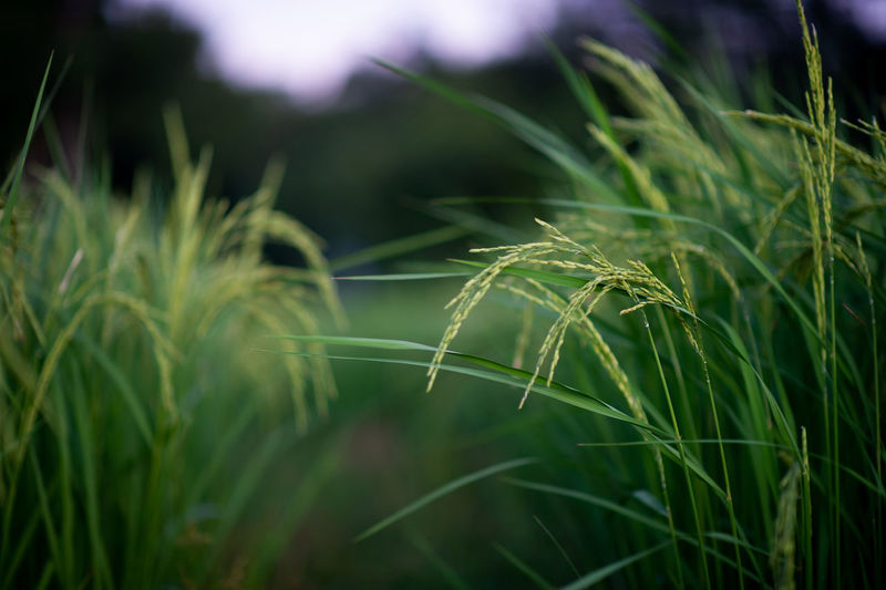 Close-up of crops growing on field