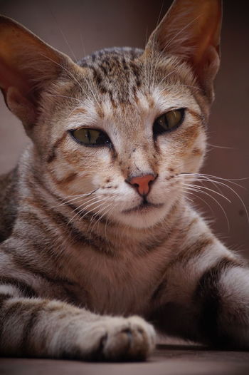 Close-up portrait of tabby cat