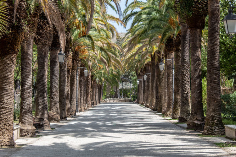 The ragusa ibla villa and its imposing palm trees