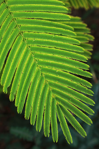 Close-up of green leaves