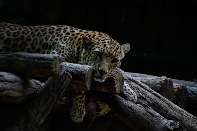 Close-up of leopard on wood