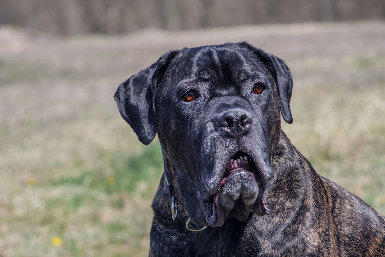 Close-up of cane corso looking away outdoors