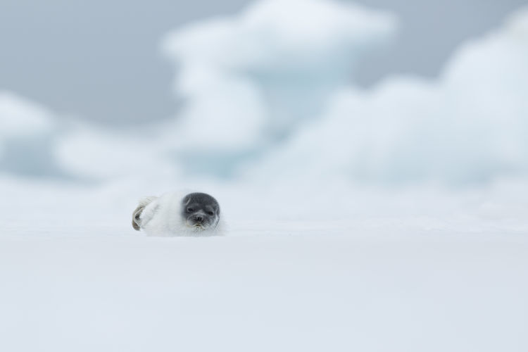 Baby seal in snowy landscape