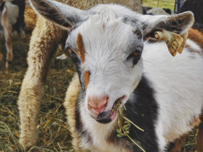 Close-up portrait of a baby goat 