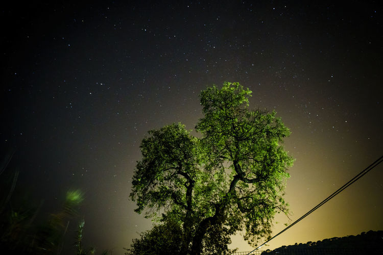 Low angle view of tree against sky at night