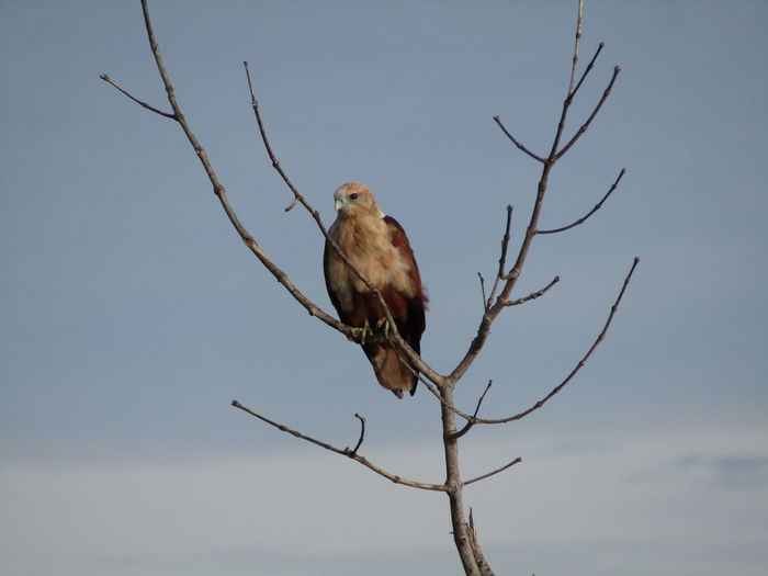 Low angle view of bird perching on branch