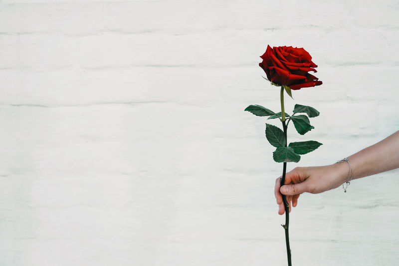 Midsection of person holding red rose against white wall