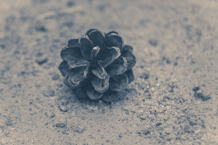 High angle view of rose on sand