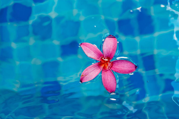 Close-up of pink lotus water lily in swimming pool