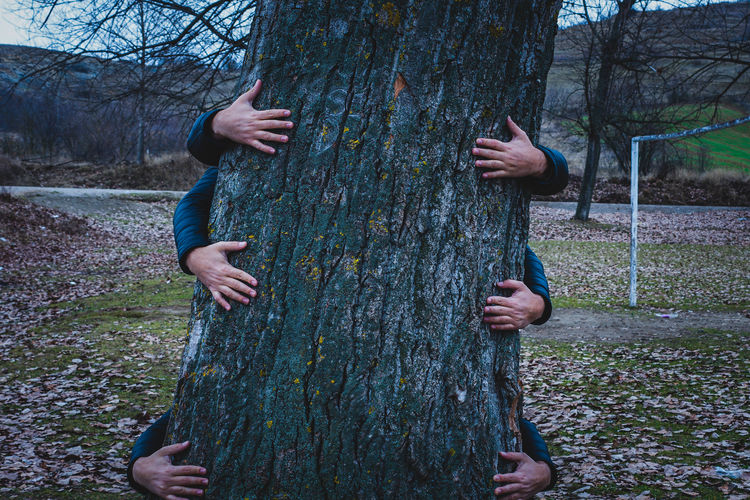 Close up of tree and human hands carrying the tree