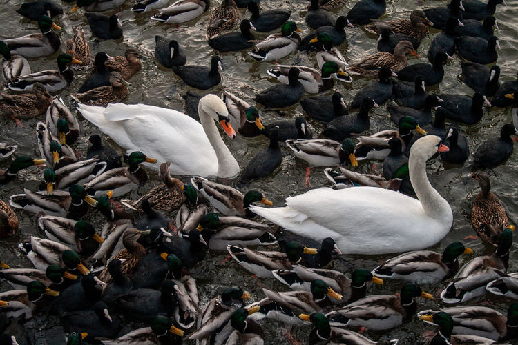 High angle view of swans swimming on lake