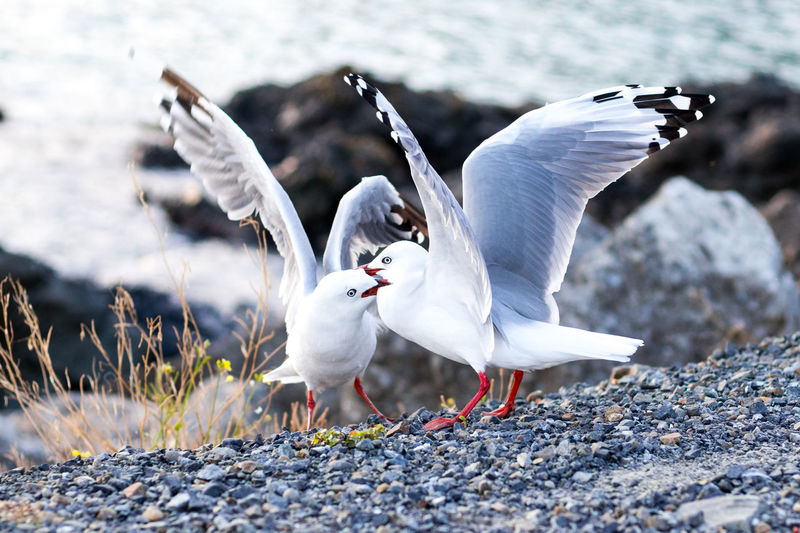 Red billed gulls fighting to show dominance in wellington on the coast, new zealand