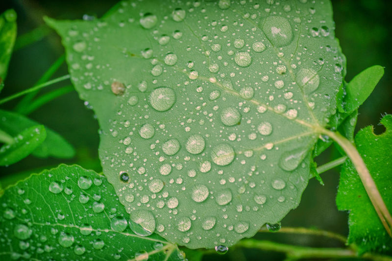 Close-up of raindrops on leaves