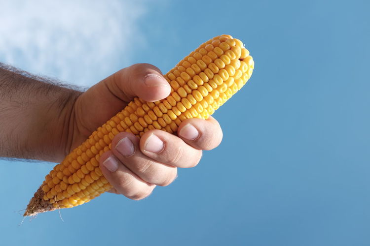 Cropped image of man holding corn against blue sky