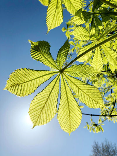 leaf
