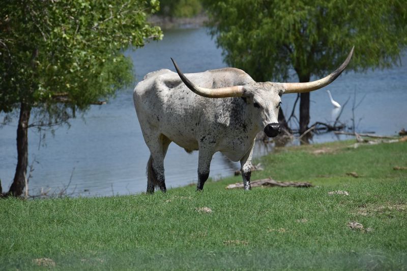 Texas longhorn cattle at lakeshore