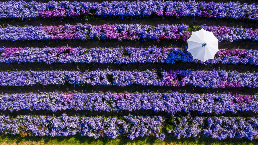 Aerial view margaret flower field, rows of margaret or marguerite flower,  thailand.