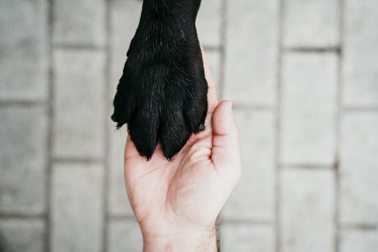 Close-up of hand holding black cat