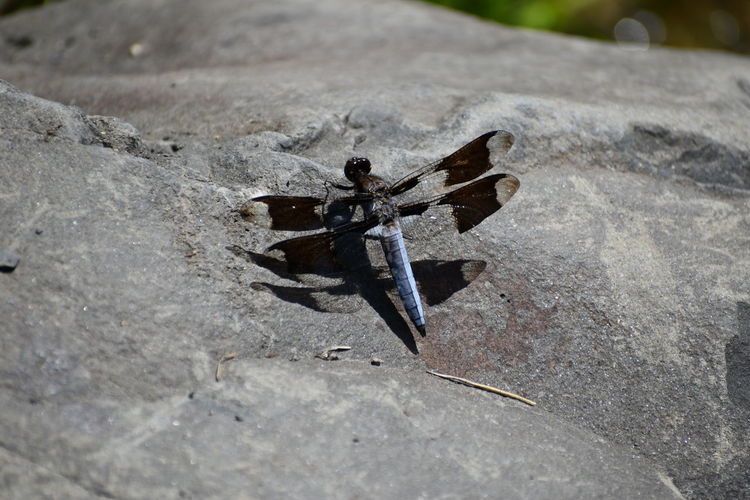 High angle view of dragonfly on rock