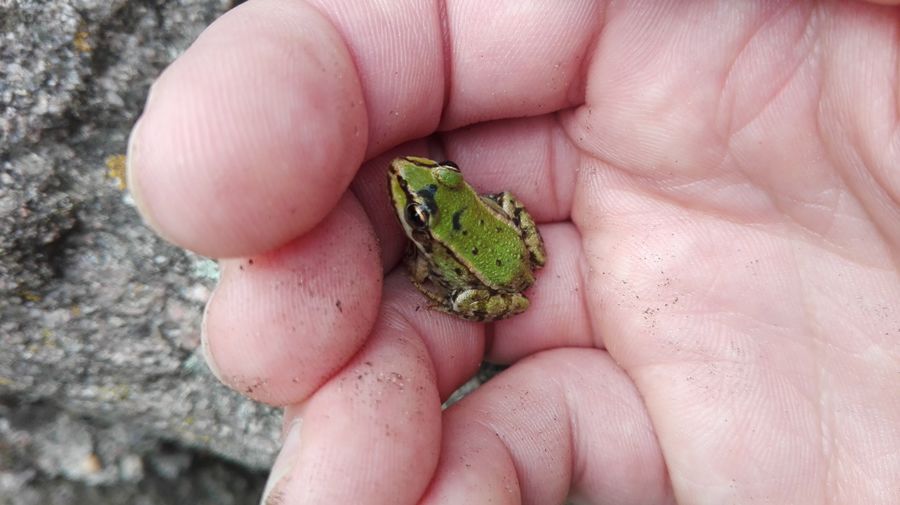 Close-up of hand holding frog