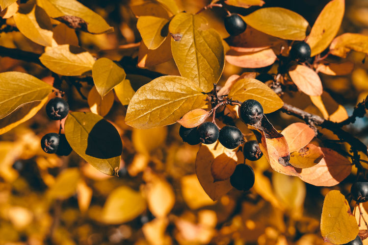 Close-up of berries growing on plant during autumn