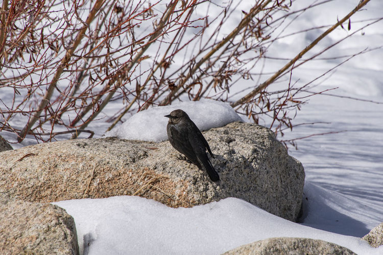 Bird perching on rock in snow