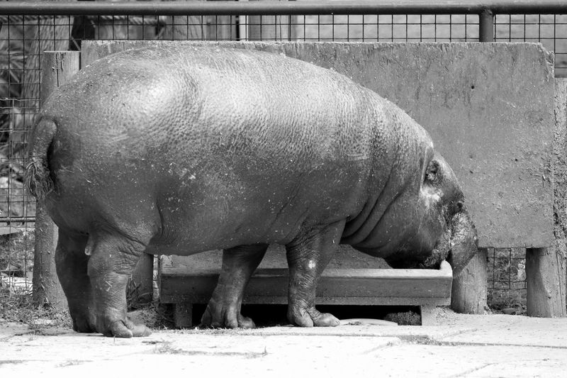 Full length of hippopotamus by trough at zoo