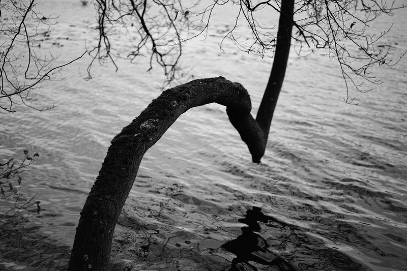 View of bare tree in water