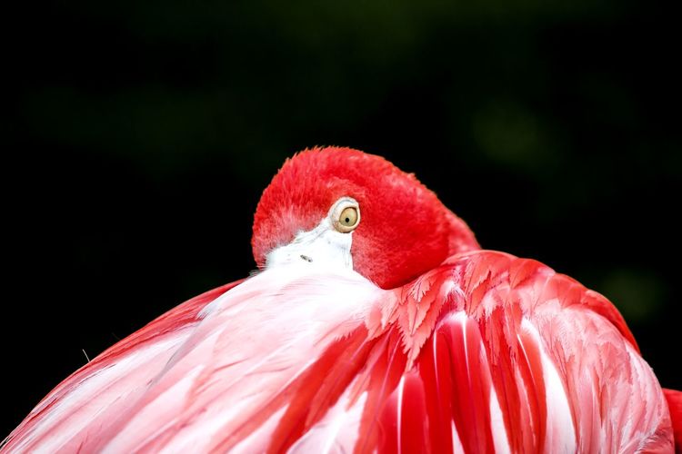 Close-up flamingo preening against black background